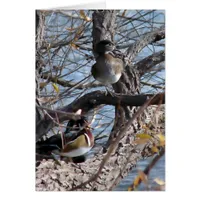 Wood Ducks in a Tree