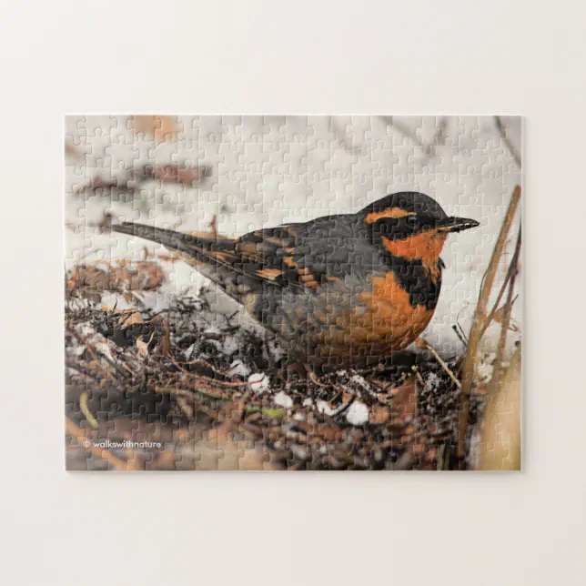 Stunning Varied Thrush Songbird in the Snow Jigsaw Puzzle