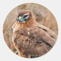 Beautiful Northern Harrier Hawk in the Marshes Classic Round Sticker