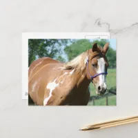 Paint Horse Postcard