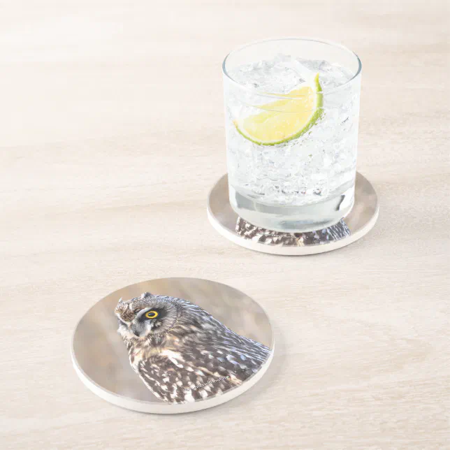 Stunning Short-Eared Owl in the Marshes Coaster