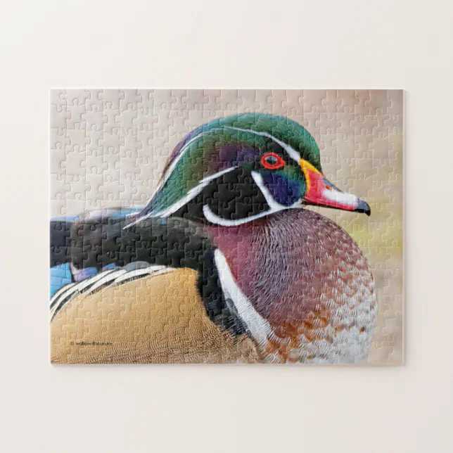 Closeup of a Stunning Wood Duck Jigsaw Puzzle