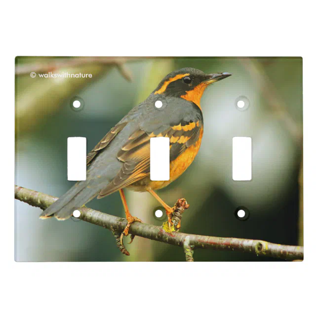 A Stunned But Safe Varied Thrush Light Switch Cover