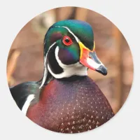 Male Wood Duck in the Woods Classic Round Sticker