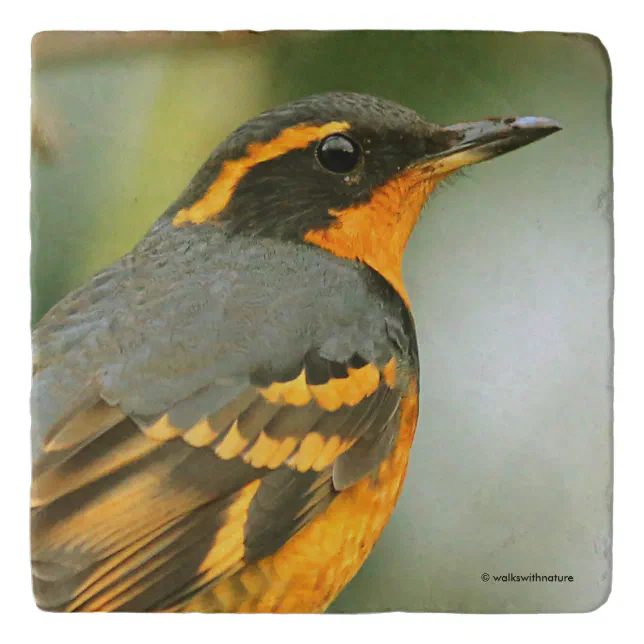 A Stunned But Safe Beautiful Varied Thrush Trivet