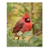 Northern Cardinal in Tree in Early Autumn Photo Print