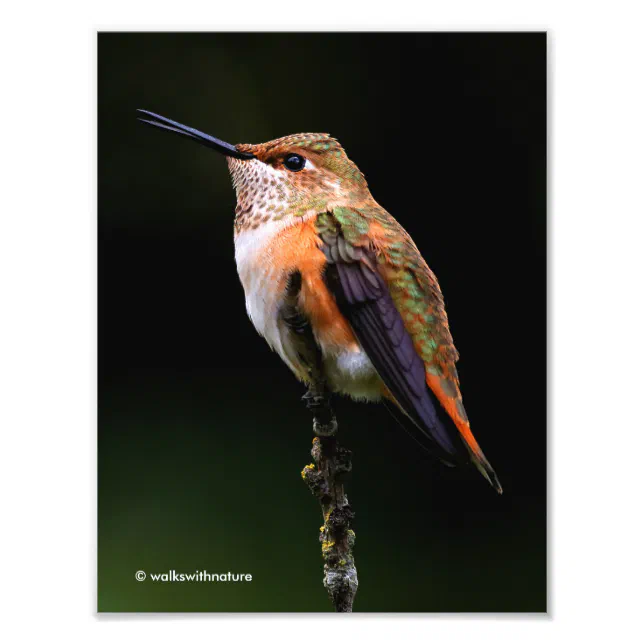 Adorable Rufous Hummingbird on Branch Photo Print