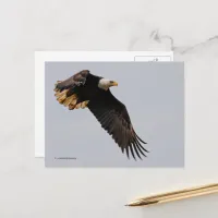 A Bald Eagle Takes to the Sky Postcard