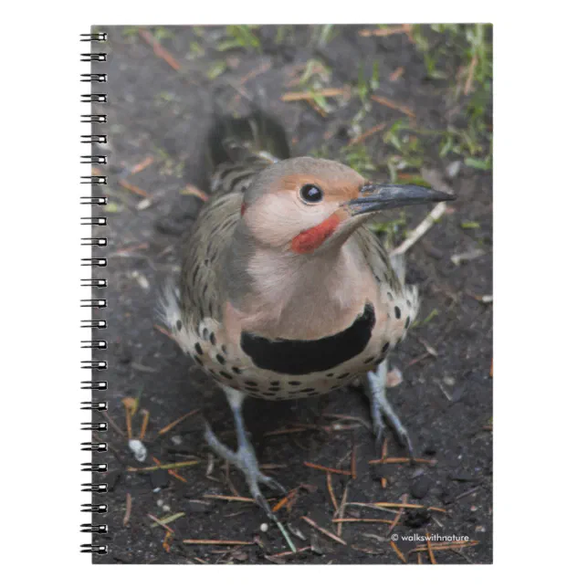 Bird's Eye View of Northern Flicker Woodpecker Notebook