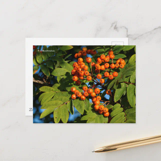 Orange Mountain Ash Rowan Berries Postcard