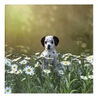 Cute Dalmatian Puppy in Daisies Acrylic Print