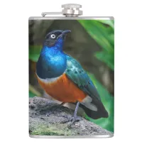 A Stunning African Superb Starling Flask