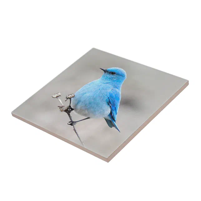 Beautiful Mountain Bluebird on the Tansy Ceramic Tile