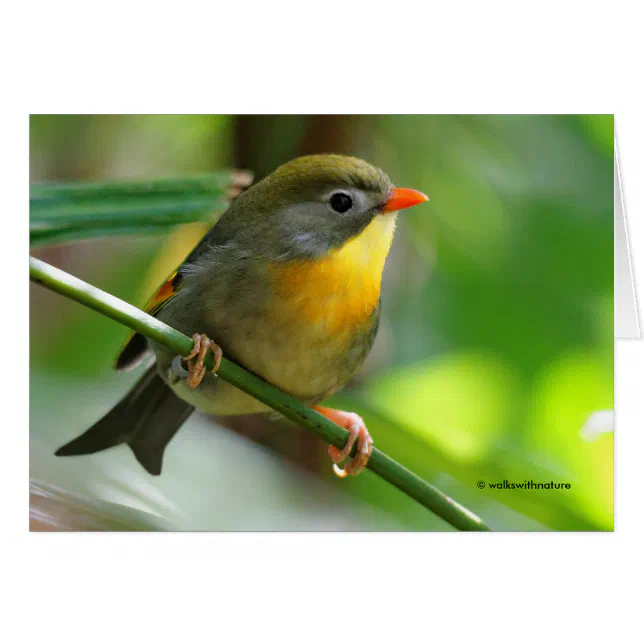 Colorful Leiothrix / Pekin Robin Songbird