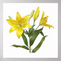 Yellow Oriental Lily Original Art Print