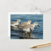 Cute Sanderlings Sandpipers at Beach Postcard