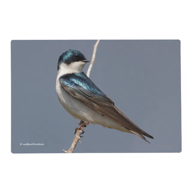 Sunlit Profile of a Tree Swallow Songbird Placemat