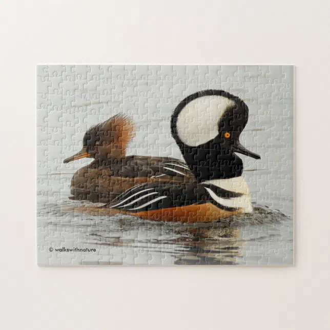 A Meeting of Hooded Merganser Ducks at the Pond Jigsaw Puzzle