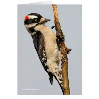 Cute Downy Woodpecker on Fruit Tree