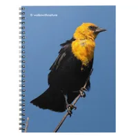 Gorgeous Yellow-Headed Blackbird on a Windy Day Notebook