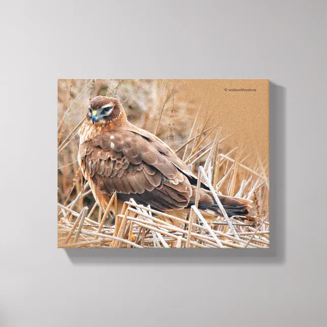 Beautiful Female Northern Harrier in the Marsh Canvas Print