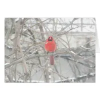 Pretty Cardinal on Winter's Day Blank Card