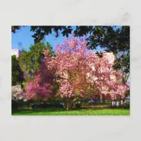 Magnolia Tree Postcard