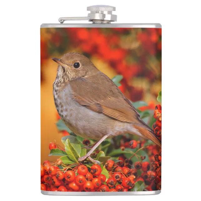 Hermit Thrush Songbird on the Scarlet Firethorn Flask