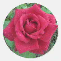 Beautiful Photo  a Red Rose with Raindrops Sticker