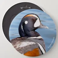 Beautiful Harlequin Duck on the Rock Button