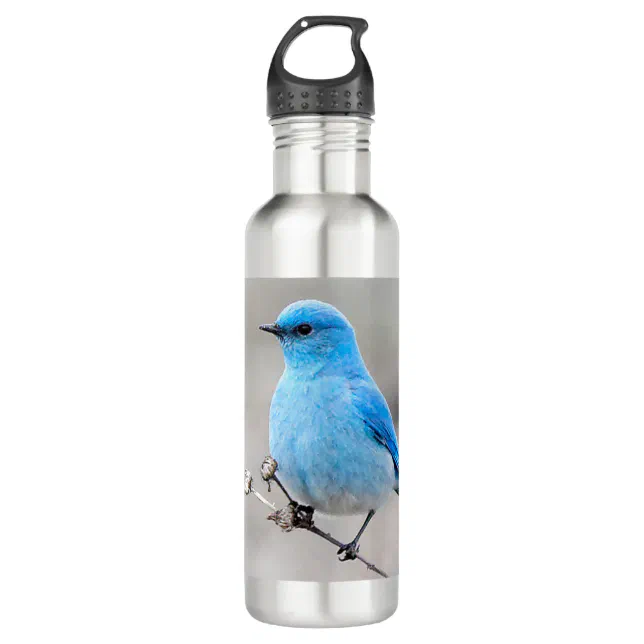 Beautiful Mountain Bluebird on Tansy Stainless Steel Water Bottle