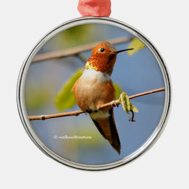 Sitting Pretty: Male Rufous Hummingbird Metal Ornament