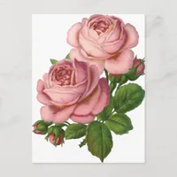 Vintage Pink Roses Postcard