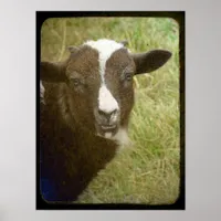 Tiny the Jacob Ewe Lamb Poster