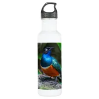 Stunning Colorful African Superb Starling Songbird Stainless Steel Water Bottle
