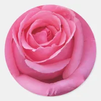 Pink Rose Close-Up Classic Round Sticker