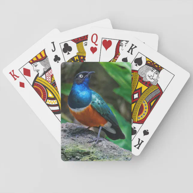 Stunning African Superb Starling Songbird Poker Cards