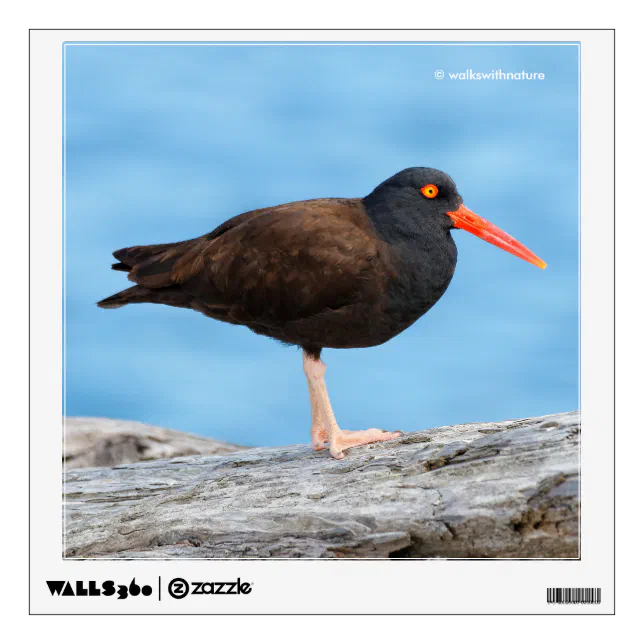 WWN Black Oystercatcher on Beach Driftwood