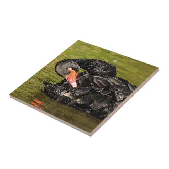 Black Swan in the Pond Ceramic Tile