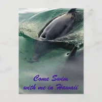 Dolphins of Hawaii Postcard