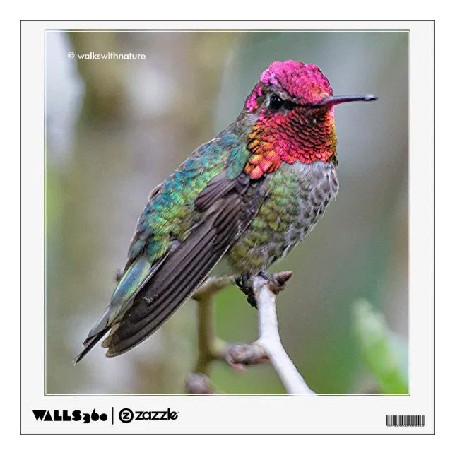 Stunning Male Anna's Hummingbird on the Plum Tree Wall Decal