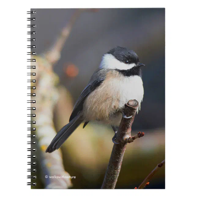 Cute Black-Capped Chickadee on Branch Notebook