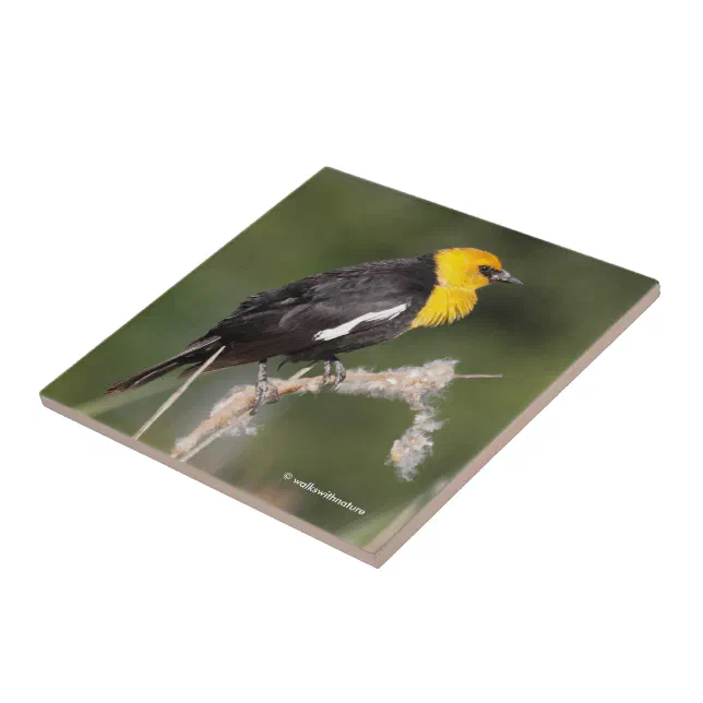 Striking Yellow-Headed Blackbird in the Marsh Ceramic Tile