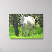 Pretty White Donkey in Green Field of Grass Canvas Print