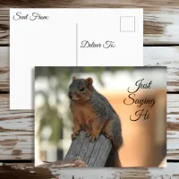 Just Saying Hi | Cute Squirrel Photo Postcard