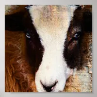 Amy The Jacob Ewe Poster