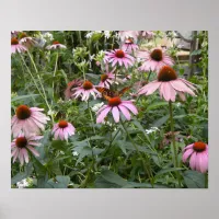 Nature's Best, Butterfly and Pink Daisies Poster