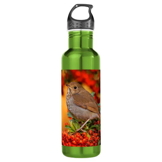 Hermit Thrush Songbird on the Scarlet Firethorn Stainless Steel Water Bottle