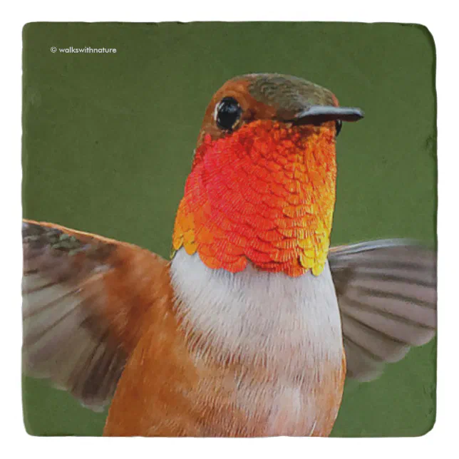 Stunning Male Rufous Hummingbird Flying Jewel Trivet