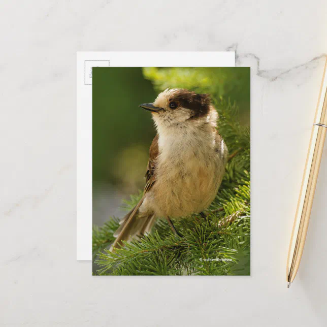 Grey Jay Whiskeyjack Songbird in Evergreen Tree Postcard